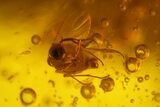 Fossil Butterfly Larva and Flies in Baltic Amber #145386-3